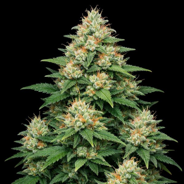 Насіння Auto 60 Day Grapefruit Feminised Gold