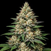 Насіння Auto Alaskan Thunderfuck Feminised Gold