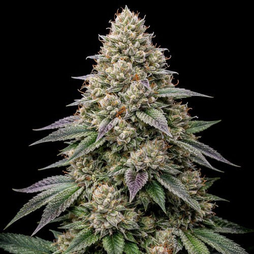 Насіння Auto Alien Mintz Feminised Gold