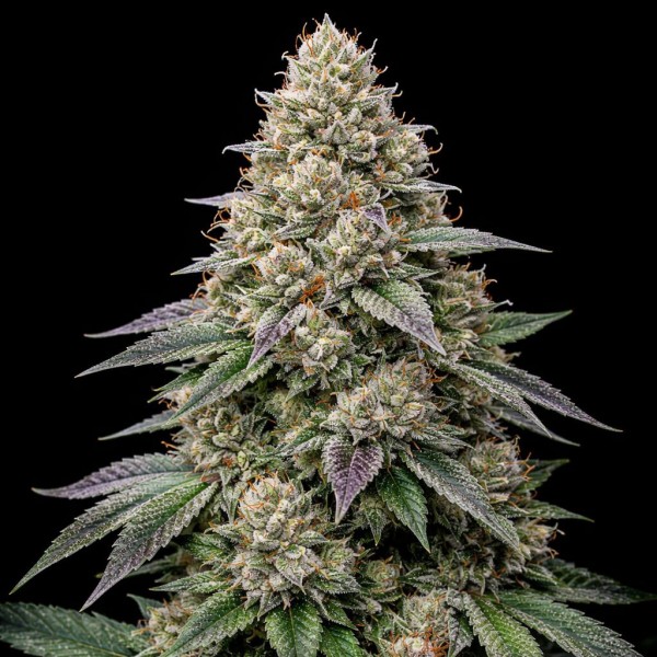 Насіння Auto Alien Mintz Feminised Gold