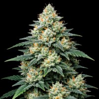 Насіння Auto Alien OG Feminised Gold