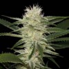 Насіння Auto Amnesia Feminised Gold