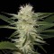 Насіння Auto Amnesia Feminised Gold