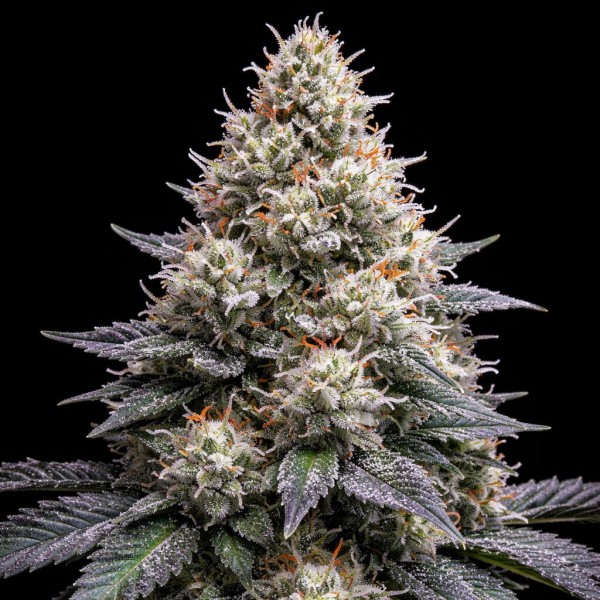 Насіння Auto Animal Cookies Feminised Gold