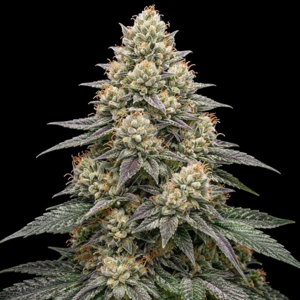 Auto Animal Face Feminised Gold