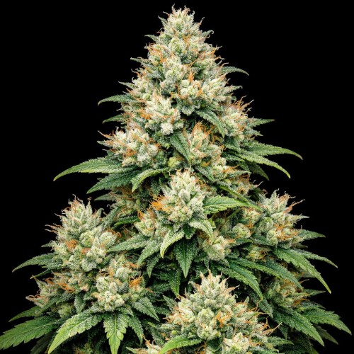 Насіння Auto Apple Betty Feminised Gold