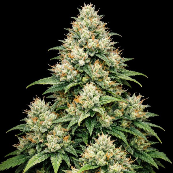 Насіння Auto Apple Betty Feminised Gold