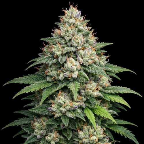 Auto Apple Fritter Feminised Gold