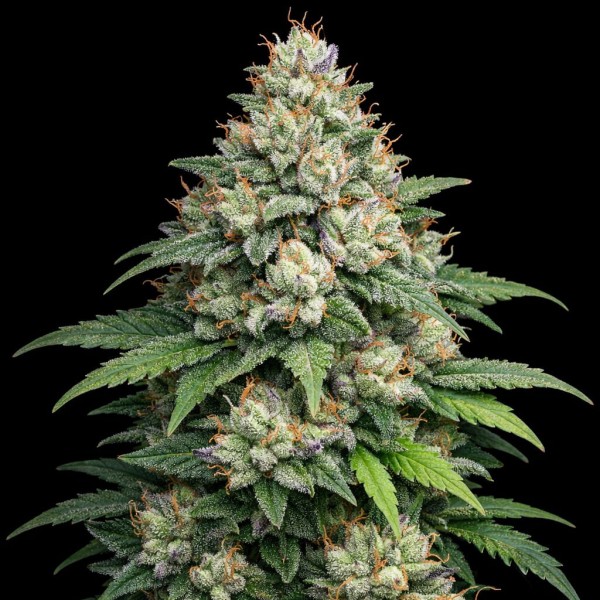 Auto Apple Fritter Feminised Gold