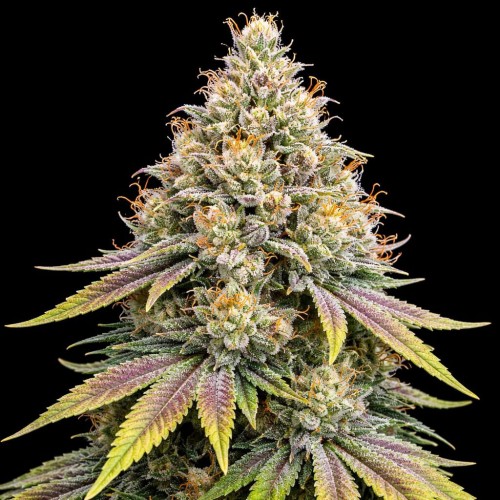 Auto Apples And Bananas Feminised Gold