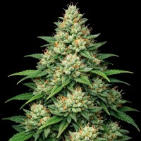 Насіння Auto Big Bazooka Feminised Gold