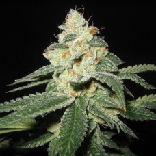 Auto Big White Shark Feminised Gold