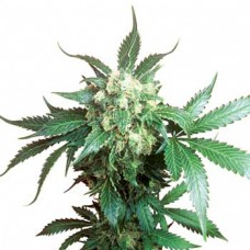 Auto Black Domina Feminised Gold