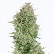 Насіння Auto Blue Kush XXL Feminised Gold