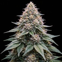 Насіння Auto Blue Zushi Feminised Gold