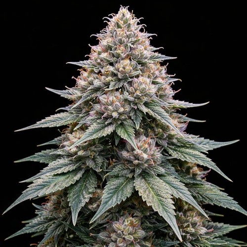 Насіння Auto Blue Zushi Feminised Gold