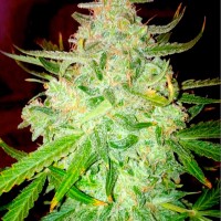 Auto Blueberry Haze Feminised Gold