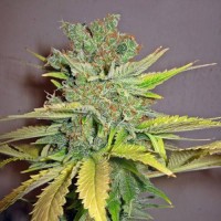 Auto California Citrus Feminised Gold