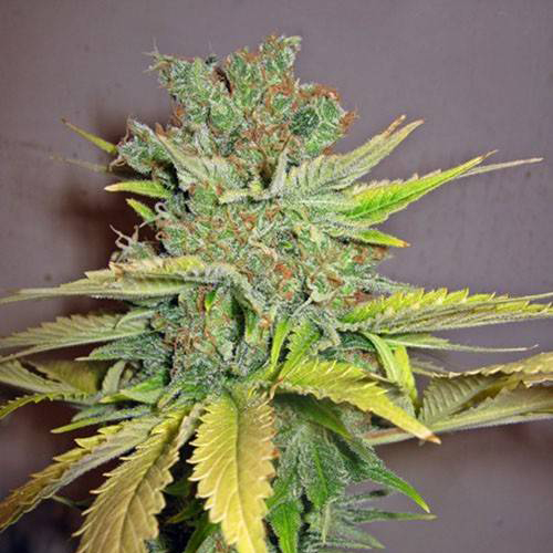 Насіння Auto California Citrus Feminised Gold
