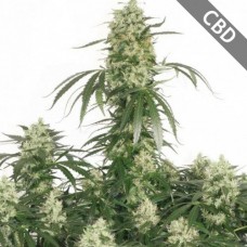 Насіння Auto CBD Painkiller Feminised Gold