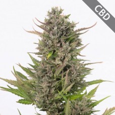 Насіння Auto CBD Critical Feminised Gold