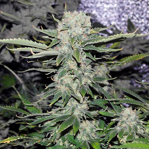 Насіння Auto Critical Feminised Gold