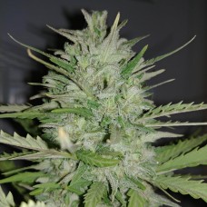 Auto Dreamberry Feminised Gold