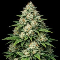 Насіння Auto Fat Bastard Feminised Gold