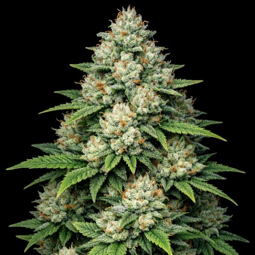 Насіння Auto Fat Bastard Feminised Gold