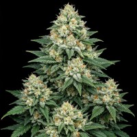 Насіння Auto G13 Feminised Gold