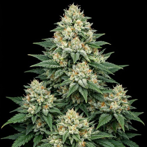 Насіння Auto G13 Feminised Gold