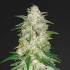 Насіння Auto Gelato Feminised Gold
