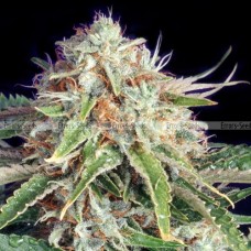 Насіння Auto Giant Bud Feminised Gold