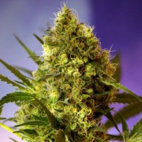 Auto Gigant Devil Feminised Gold