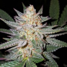 Насіння Auto Girl Scout Cookies Feminised Gold