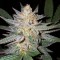 Auto Girl Scout Cookies Feminised Gold