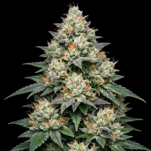 Насіння Auto Gravity Apple Feminised Gold