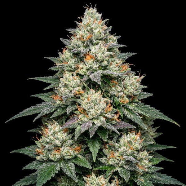 Насіння Auto Gravity Apple Feminised Gold