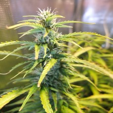 Насіння Auto Green Crack Feminised Gold