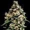 Насіння Auto Jack Herer Feminised Gold