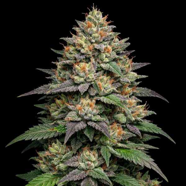 Насіння Auto Jealousy Feminised Gold