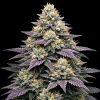 Насіння Auto Jelly Donutz Feminised Gold