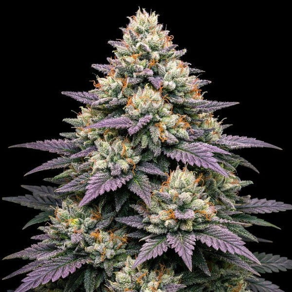 Насіння Auto Jelly Donutz Feminised Gold