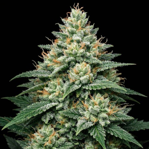 Auto Jenny Kush Feminised Gold