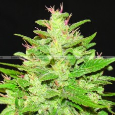 Насіння Auto Kush Feminised Gold