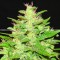 Насіння Auto Kush Feminised Gold