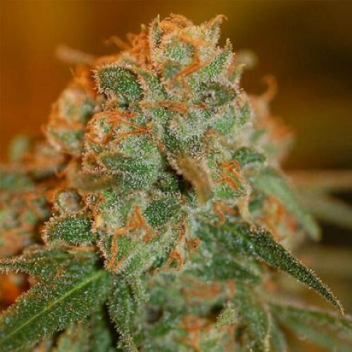 Насіння Auto Lime Skunk Feminised Gold