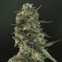 Насіння Auto LSD Feminised Gold