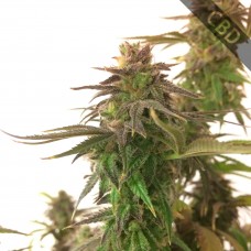 Auto CBD Medical Feminised Gold