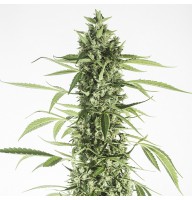 Насіння Auto Moby Dick XL Feminised Gold